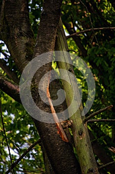 Missing bark on a trunk after a storm