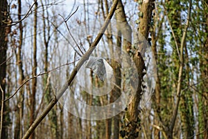 A missing child`s mitten hangs on a branch in the forest. Berlin, Germany