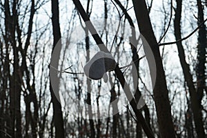 A missing child`s mitten hangs on a branch in the forest. Berlin, Germany