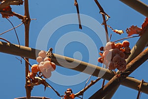 The Missing grape harvest. a bunch of missing grapes on a branch