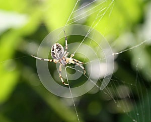 Missing sector orb weaver Spider (Zygiella x-notata) waiting for prey on its web : (pix Sanjiv Shukla)