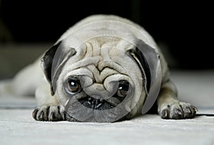 Cane (pug) sdraiato su un tappeto, guardando verso la telecamera con occhi tristi.