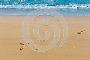 Mission Beach with Small Balls of Sand Bubbler Crab in front of Ocean, Queensland, Australia