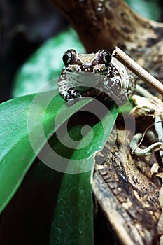 Mission golden-eyed tree frog