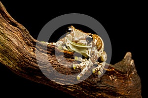 Mission golden-eyed tree frog or Amazon milk frog (Trachycephalus resinifictrix)