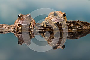 Two Amazon milk frogs photo