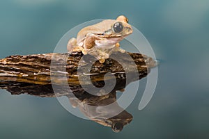 Mission golden-eyed tree frog with reflection