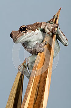 Mission Golden-eyed Tree Frog, Trachycephalus resinifictrix