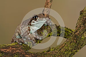 Mission Golden-eyed Tree Frog, Trachycephalus resinifictrix