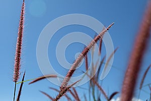 Mission Grass or desho grass flower photo