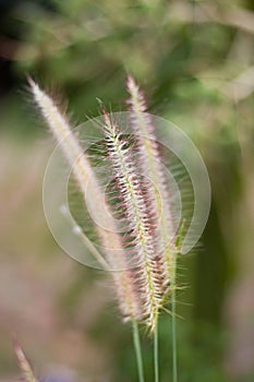 Mission Grass or Desho Grass Scientific name: Pennisetum pedice photo