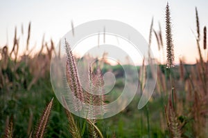 Mission Grass,Feather Pennisetum,Thin Napier Grass or Poaceae Grass Flowers on sunset light and orange clouds background