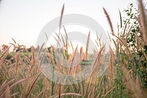 Mission Grass,Feather Pennisetum,Thin Napier Grass or Poaceae Grass Flowers on sunset light and orange clouds background