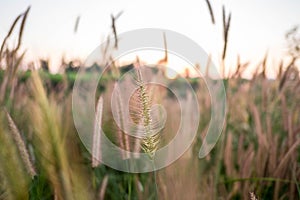 Mission Grass,Feather Pennisetum,Thin Napier Grass or Poaceae Grass Flowers on sunset light and orange clouds background