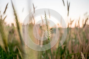 Mission Grass,Feather Pennisetum,Thin Napier Grass or Poaceae Grass Flowers on sunset light and orange clouds background