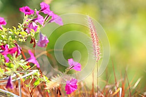 Mission grass and purple flower