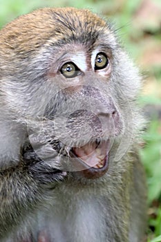 Surprised Bali Monkey photo