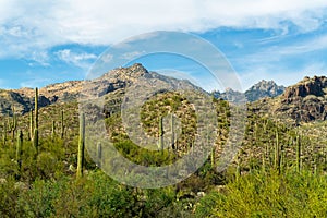 Mission view trail in sabino national park with saguaro cactuses in the cliffs of sonora desert arizona with moutains