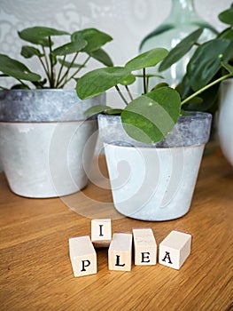 Missionary plant or pilea peperomioides on a wooden table with l