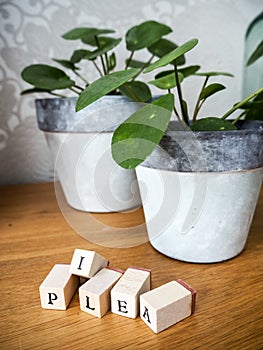 Missionary plant or pilea peperomioides on a wooden table with l