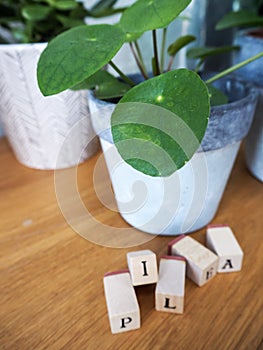 Missionary plant or pilea peperomioides on a wooden table with l