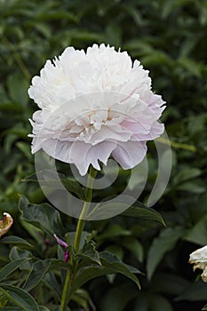 Missis Blush  lactic-flowered double flower peony lactiflora in summer garden, close-up