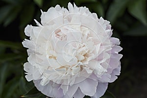 Missis Blush  lactic-flowered double flower peony lactiflora in summer garden, close-up