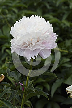 Missis Blush  lactic-flowered double flower peony lactiflora in summer garden, close-up photo