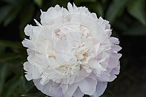 Missis Blush  lactic-flowered double flower peony lactiflora in summer garden, close-up photo