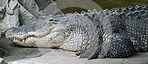 Mississippi alligator 6
