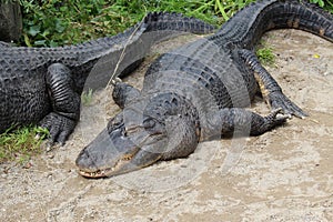 Mississippi alligator - Alligator mississippiensis