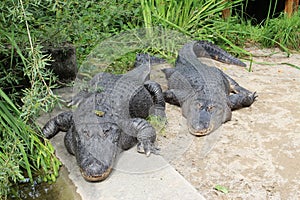 Mississippi alligator - Alligator mississippiensis