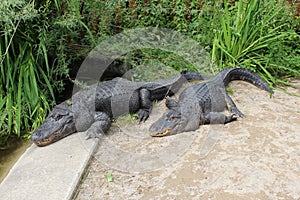 Mississippi alligator - Alligator mississippiensis