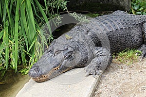 Mississippi alligator - Alligator mississippiensis