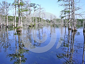 Mississippi the Black Bayou April 2003