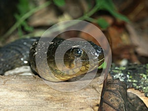 Mississippi Green Watersnake (Nerodia cyclopion)