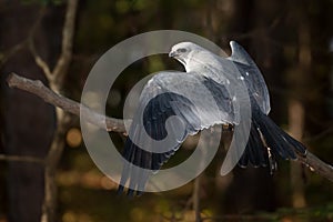 Mississippi Kite