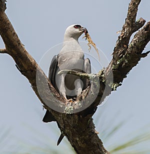 Mississippi kite bird - Ictinia mississippiensis - with brown Cuban anole lizard - Anolis sagrei - dangling from beak with bright