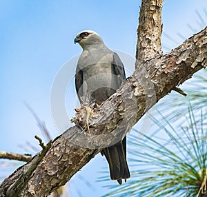 Mississippi kite bird - Ictinia mississippiensis - perched on unidentified dead bird. red eyes perched on tree snag. Sky