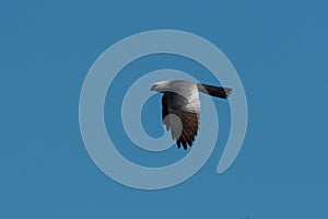 Mississippi Kite flying by through a blue sky