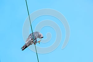 Mississippi Kite Goes for a Head Scratch