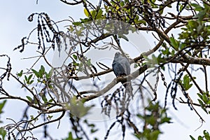 Mississippi Kite (Ictinia mississippiensis) in Costa Rica