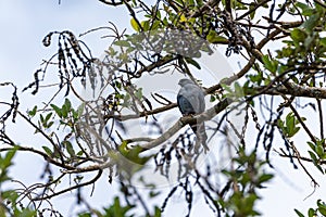 Mississippi Kite (Ictinia mississippiensis) in Costa Rica