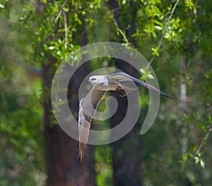 mississippi kite - ictinia mississippiensis flying and soaring in front of forest background