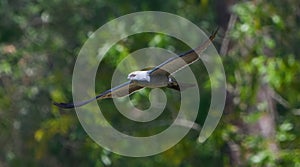 mississippi kite - ictinia mississippiensis flying and soaring in front of forest background, angle view of wings head feather and