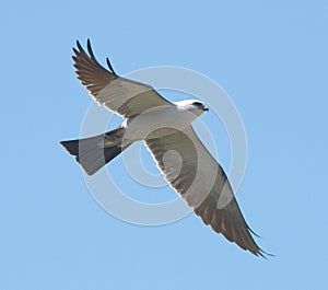 Mississippi kite soaring high