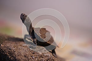 Mississippi map turtle closeup view