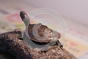 Mississippi map turtle closeup view