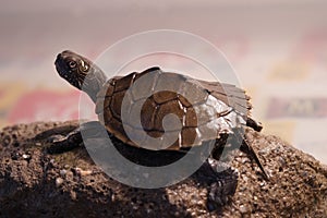 Mississippi map turtle closeup view