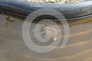 Mississippi map turtle closeup view